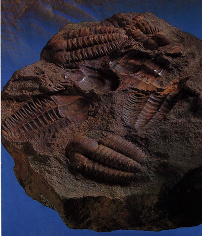 Ellipsocephalus hoffi