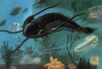 paleoambiental reconstruction of trilobite Metacanthina