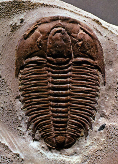 trilobites