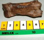 fossil with scale fossil with scale