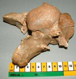 fossil photo fossil photo